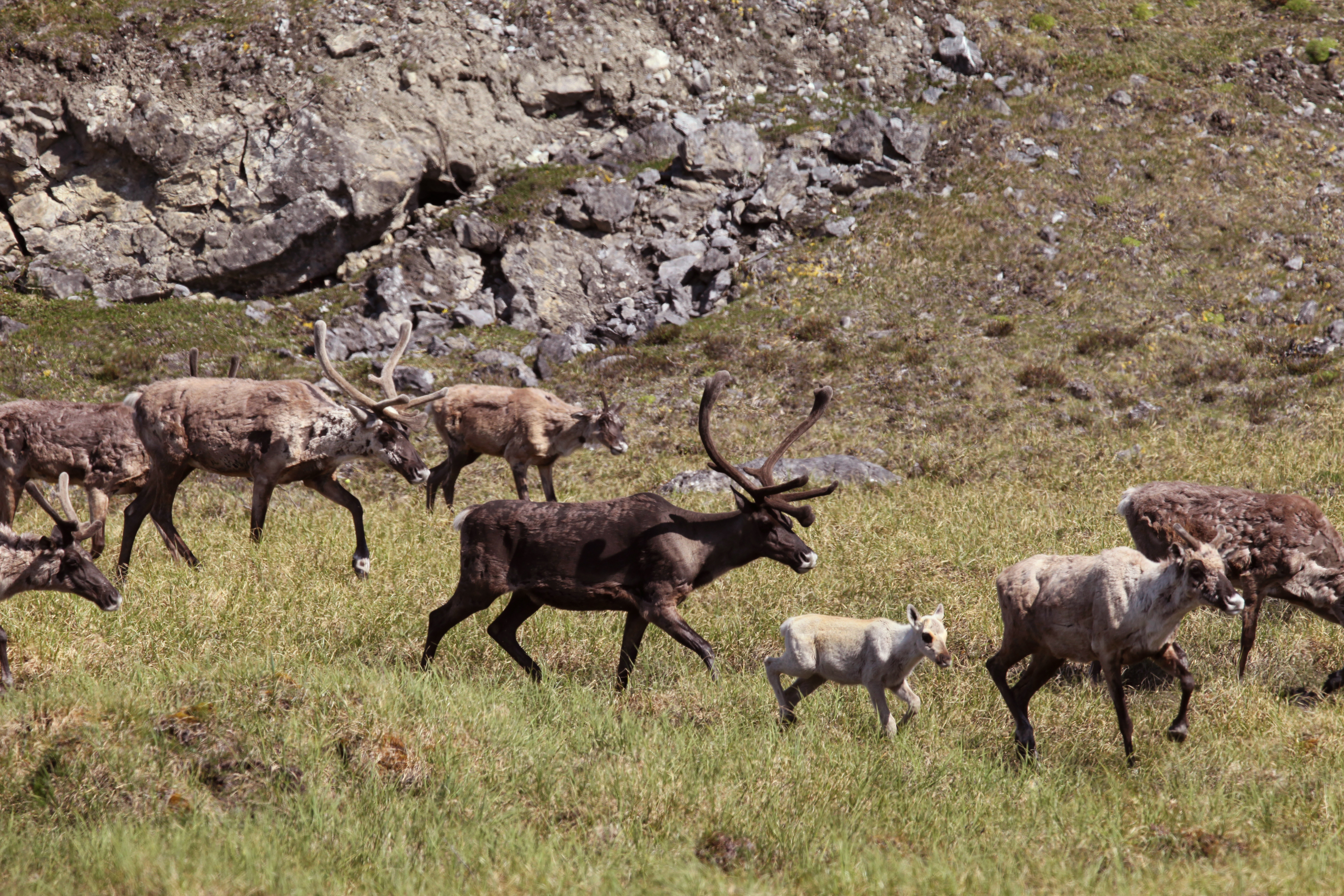 Join 100,000 caribou who face hungry bears and wolves, deadly frozen rivers and rugged mountains as they undertake the world's longest land migration: 3,000 miles through the frozen Arctic wilderness of Canada and Alaska.
