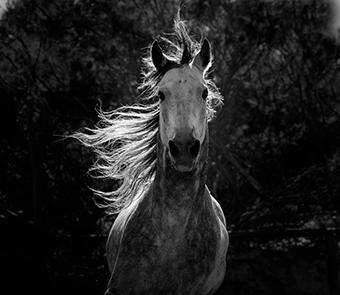 Close up of a horse in black and white
