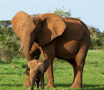 Picture of an elephant with her calf