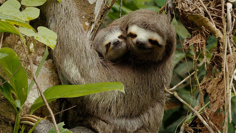 two sloths