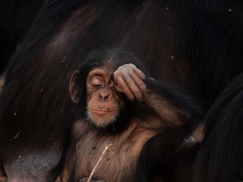Fongoli chimpanzee wipes its sweat image