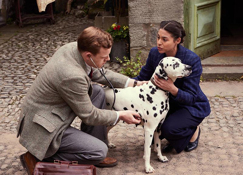 man and woman check a Dalmatian with stethoscope  image