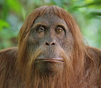 Closeup of a monkey
