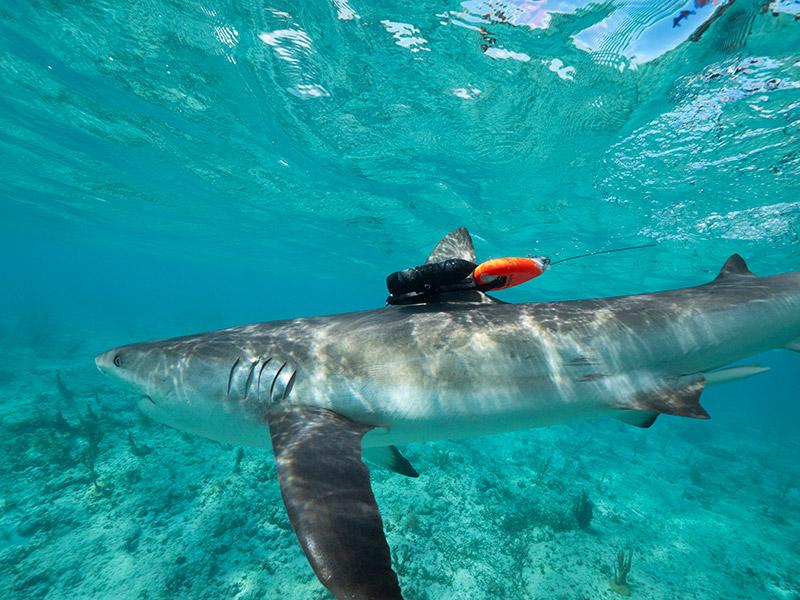 camera strapped to shark's back underwater