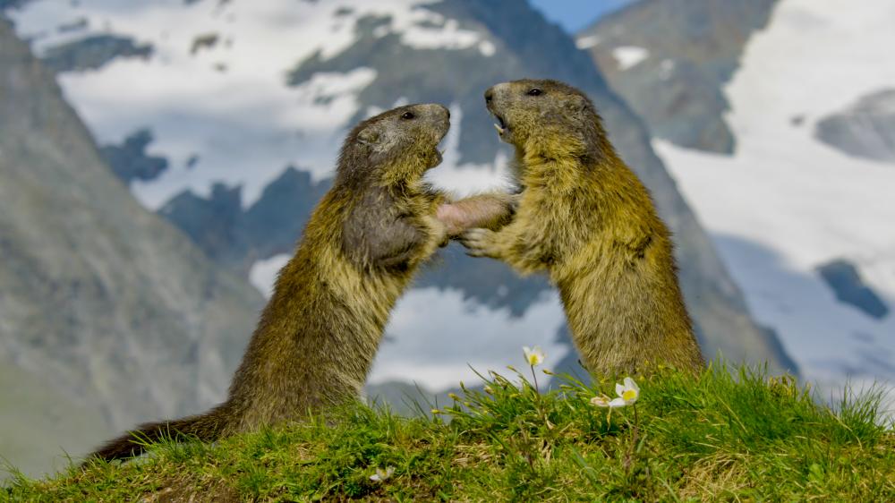 two small animals (badgers or gophers) on hind legs in front of snowy mountain