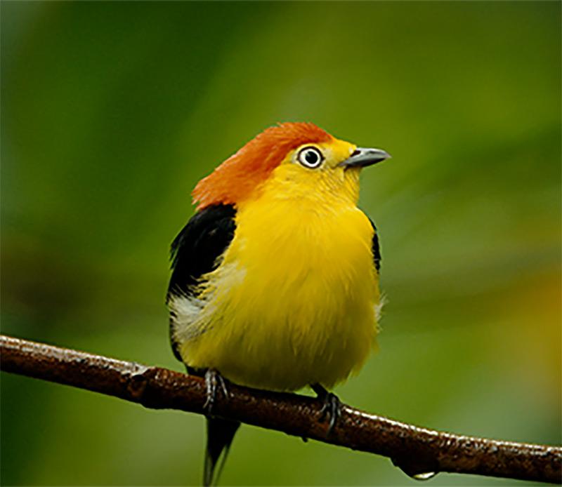 yellow bird with orange head, black back