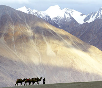 camels in front of mountain from afar image