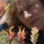 A butterfly is on colorful flowers in focus while a woman is out of focus in the background.