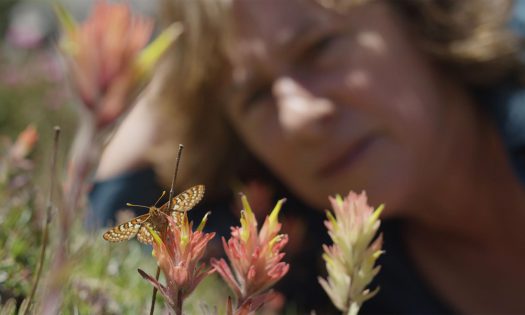 A butterfly is on colorful flowers in focus while a woman is out of focus in the background.