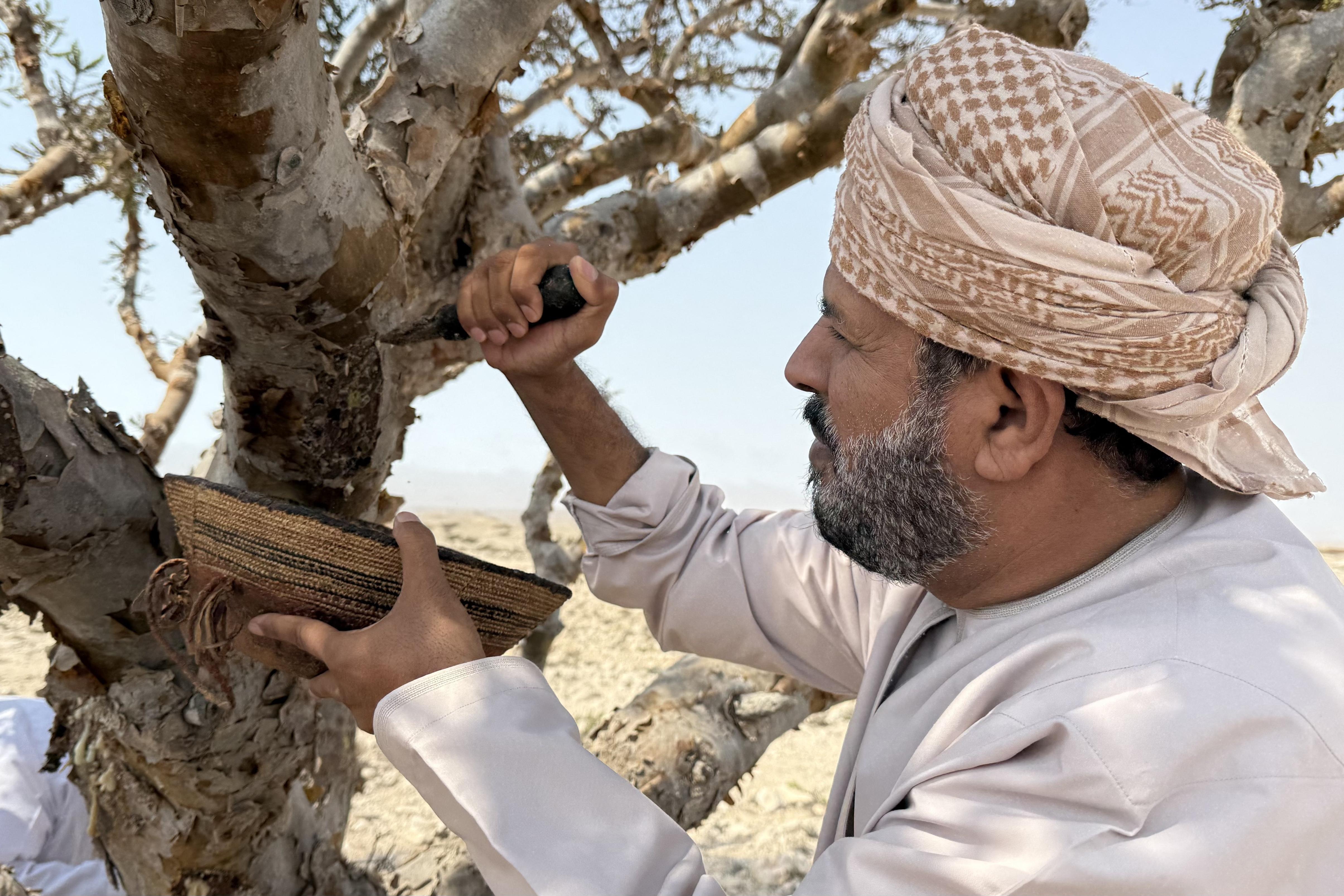 Frankincense is harvested from Boswellia trees on the Arabian peninsula.  It