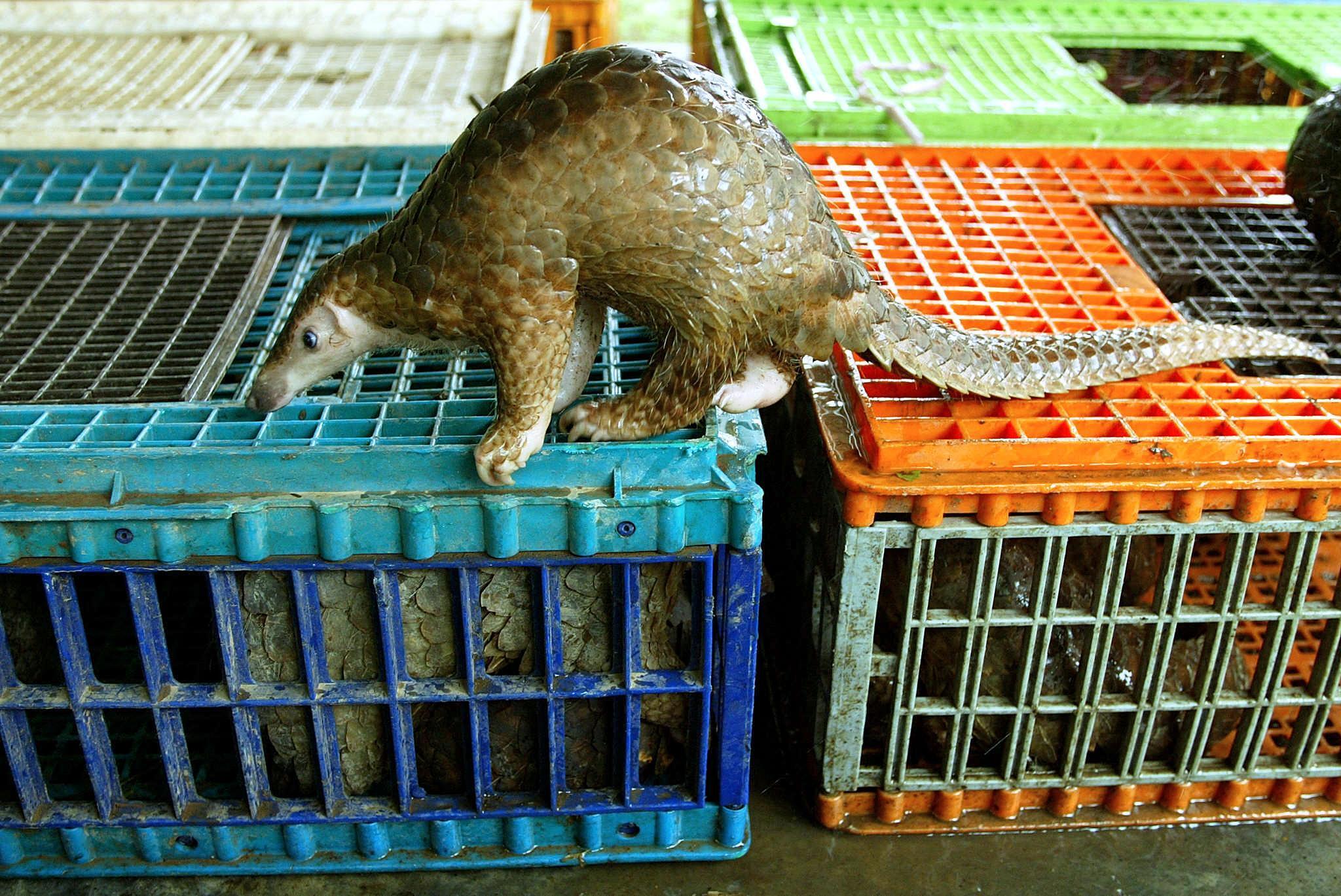 This pangolin was confiscated from a smuggling ring that sold endangered animals to restaurants in China. Animals caught up in the wildlife trade pose a great risk of spillover diseases.