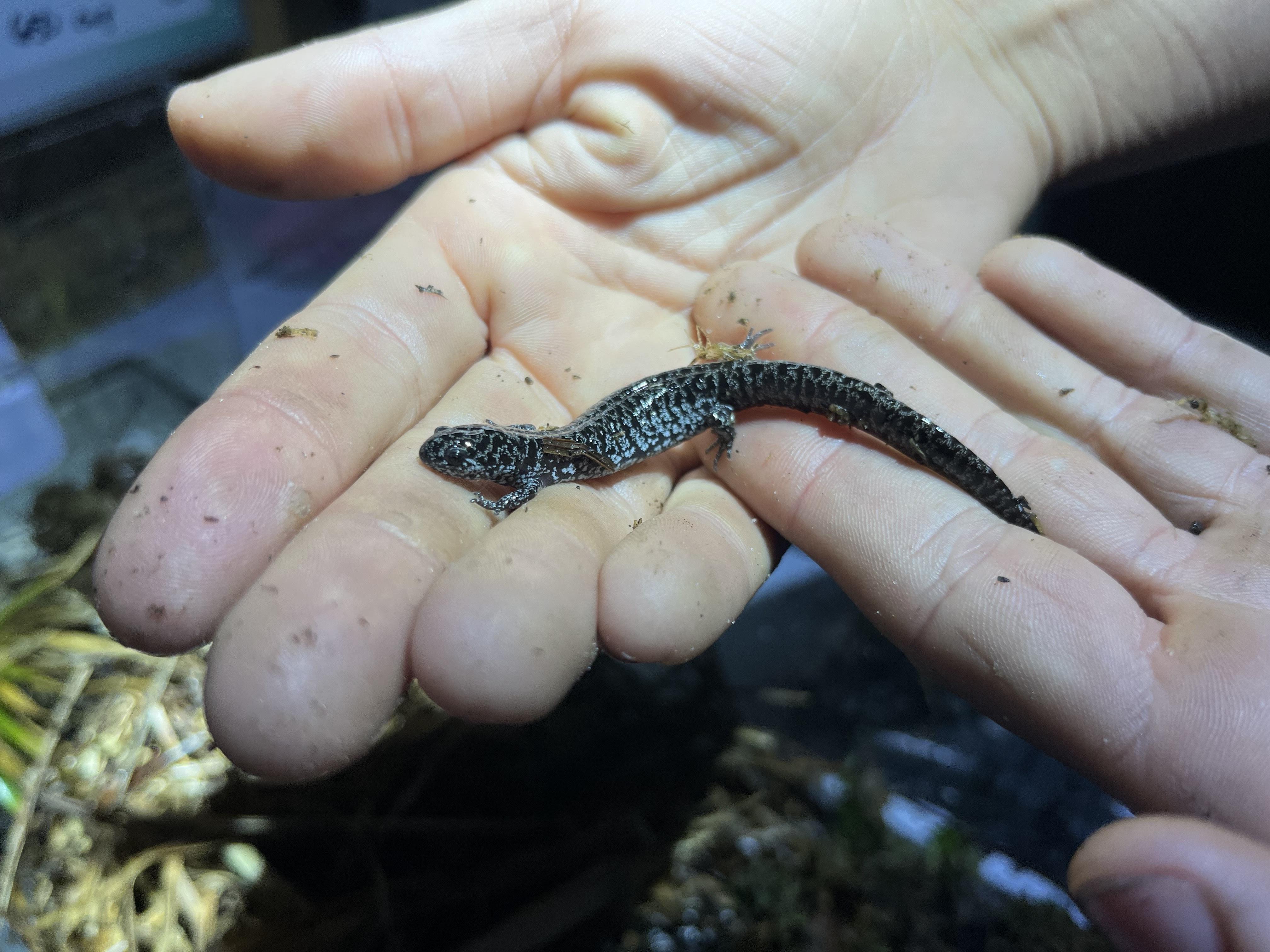 Frosted flatwoods salamanders, or 