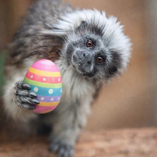 Alt text currently missing