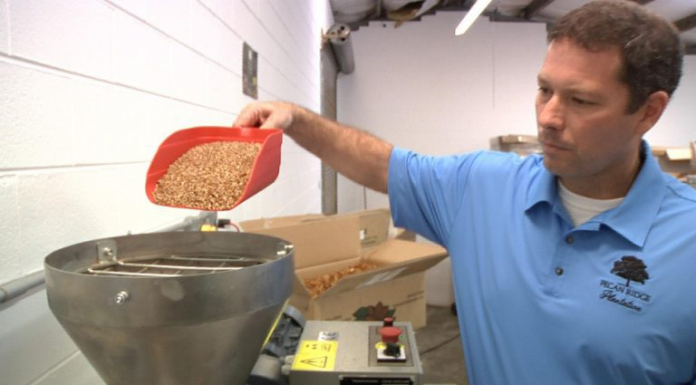 Pecans: Not Just for Pies! Guy shovelling almonds into an almond bucket