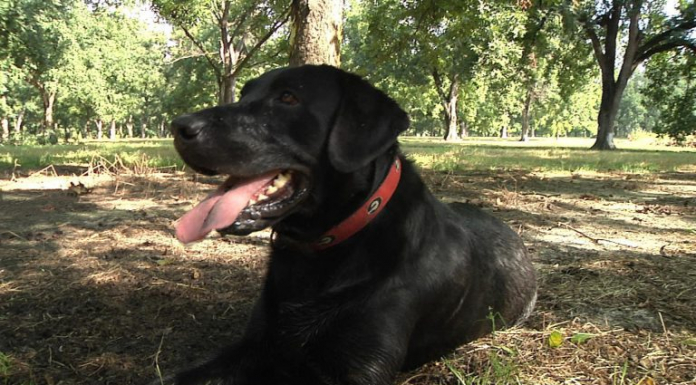 Tate the Truffle Dog Cute dog