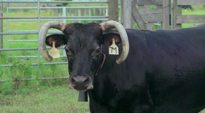 “Flossie Bell – Cracker Cow”- from the Great Florida Cattle Drive: Unbroken Circles Flossie Bell, a cracker cow, poses for the camera.