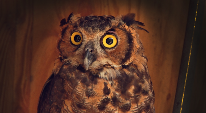 They Work On The Wild Side Owl with huge yellow eyes