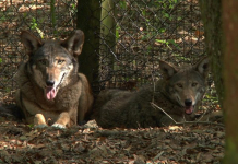 The Red Wolves of the Tallahassee Museum Red wolves sit down in the shade