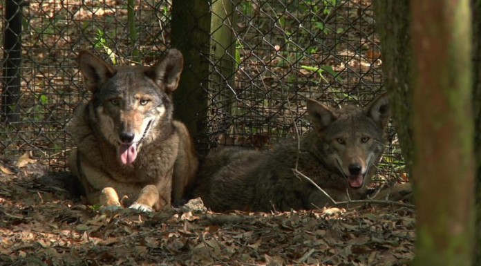 The Red Wolves of the Tallahassee Museum Red wolves sit down in the shade