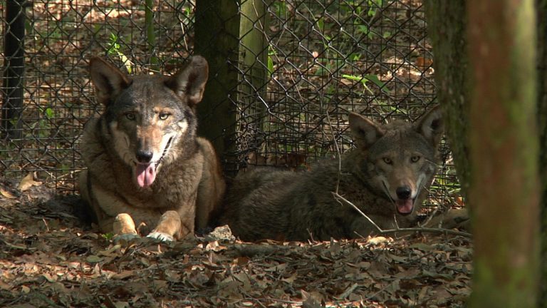 The Red Wolves of the Tallahassee Museum | WFSU Local Routes