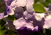 Roots of Knowledge at the UF/IFAS Gardens Purple Flowers