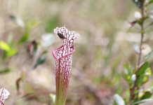 The Coastal Dune Lake Watershed | Connected by Fire and Wate pink and green flower