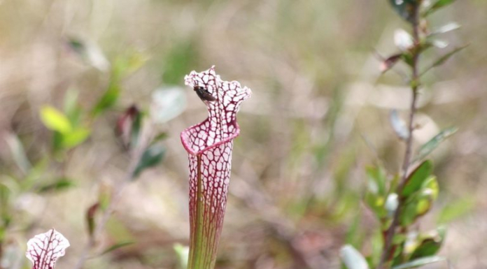 The Coastal Dune Lake Watershed | Connected by Fire and Wate pink and green flower