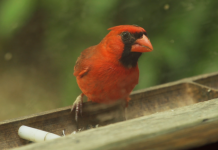 Exploring Birdsong Nature Center Cardinal bird perched on wooden fixture