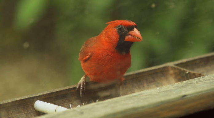 Exploring Birdsong Nature Center Cardinal bird perched on wooden fixture
