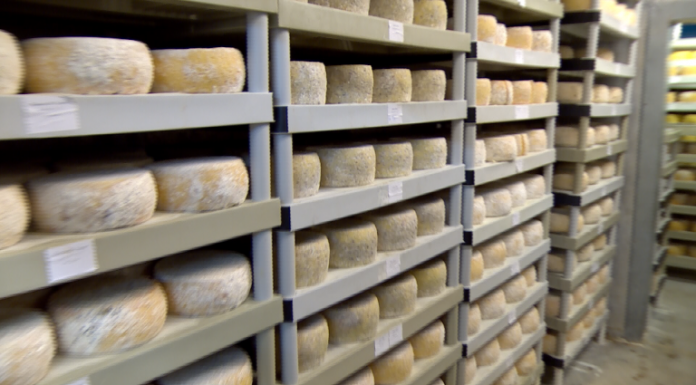 Sweet Grass Dairy Wheels of cheese organized on shelves