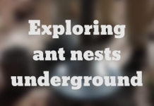 The Underground Lives of Ants in North Florida Exploring ant nests underground