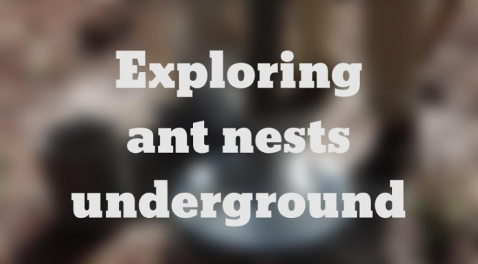The Underground Lives of Ants in North Florida Exploring ant nests underground