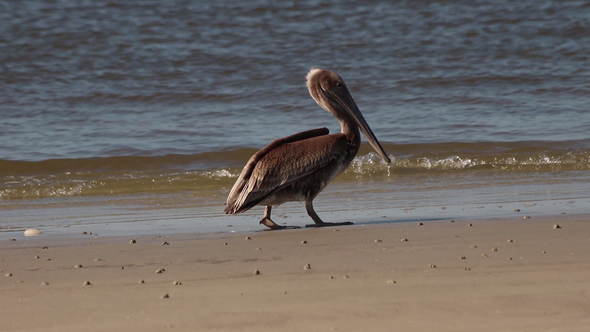 Local Routes – Episode 402 Pelican walks along the beach