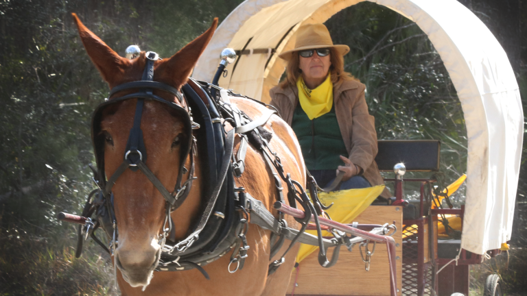 We Are Family: Reunion Ride 17 Horse pulling a chuckwagon and pioneer