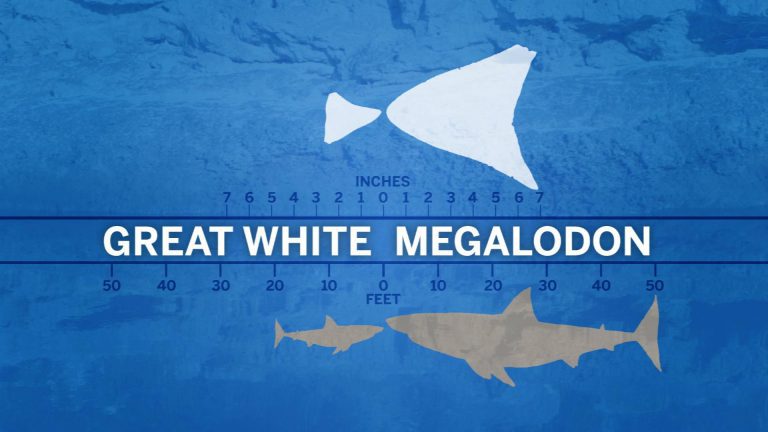 A Geologist’s View of the Apalachicola River Megalodon designed virtually