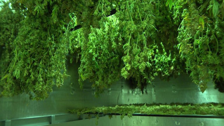 Behind the Scenes with Medical Marijuana Marajuana