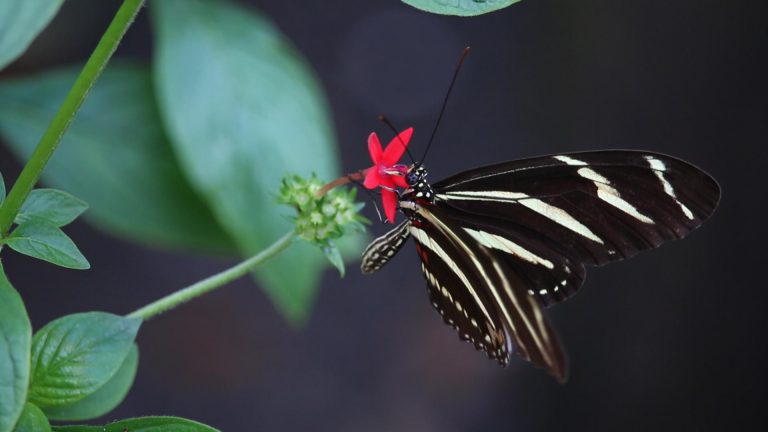 Butterfly Gardening | Building a Pollinator Habitat at Home Butterfly perches on plant