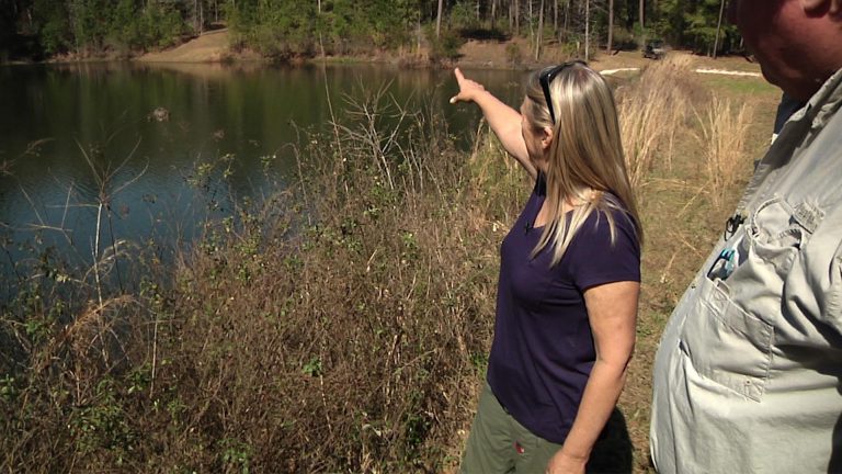 Elephants Only – Inside the Future Refuge in South Georgia Woman standing in marsh land points off in the distance