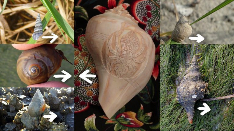 Exploring Muscogee Culture Through Shell Carving Snails and shells