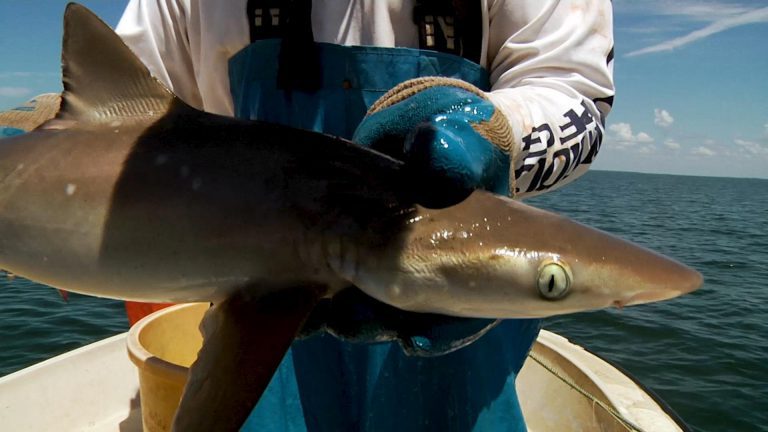 Going Face – to – Face with Sharks in the Gulf Scientist tags shark caught on the gulf of Mexico