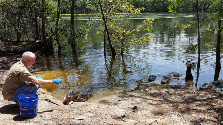 Grow Gators: Life On The Farm