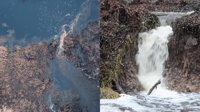 Lake Miccosukee Sinkhole Hike: Floridan Aquifer Exposed! Lake Miccosukee sinkholes