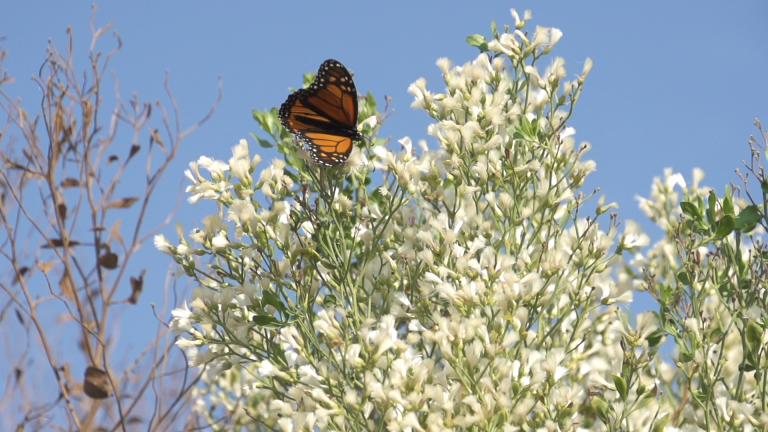 Monarch Tagging at St. Marks Wildlife Refuge