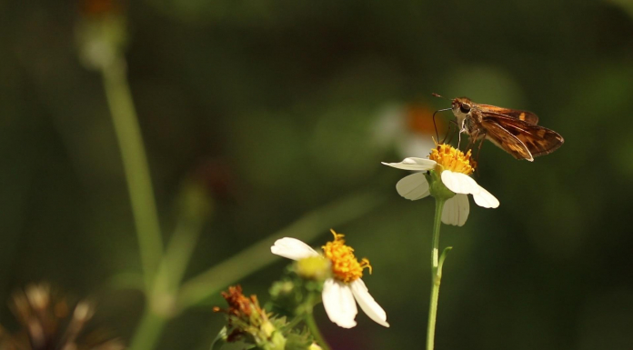 Enhancing Pollinator Habitat at Lake Elberta Butterfly resting on flower