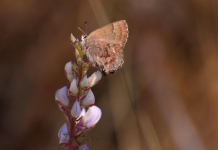 Frosted Elfin: Rare Butterfly of the Munson Sandhills Frosted Elfin butterfly resting on flower in Apalachicola National Forest
