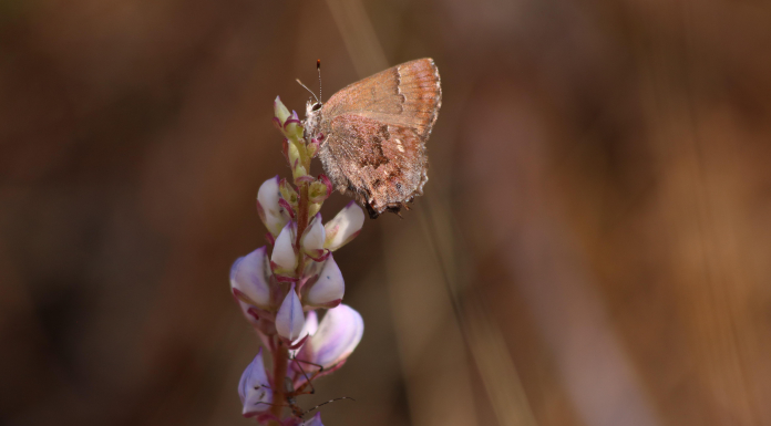 Frosted Elfin: Rare Butterfly of the Munson Sandhills Frosted Elfin butterfly resting on flower in Apalachicola National Forest