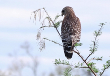 Local Routes: FWC's City Nature Challenge, EcoCitizen Day – Episode 406 Hawk perched on tree branch