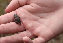 L. Kirk Edwards WEA | an iNaturalist Adventure Small frog rests in human hand