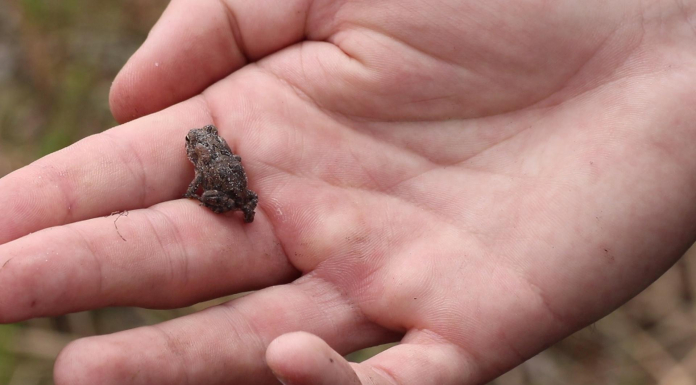 L. Kirk Edwards WEA | an iNaturalist Adventure Small frog rests in human hand
