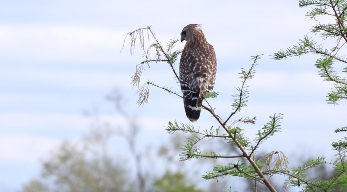Lake Elberta and the Seasonality of Birds in Tallahassee Hawk perched on tree branch